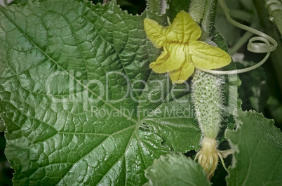 Flower of cucumber growing cucumber.