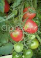 Tomatoes ripen on the branches of a Bush.