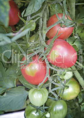 Tomatoes ripen on the branches of a Bush.