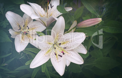 White Lily flowers among green leaves