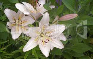 White Lily flowers among green leaves