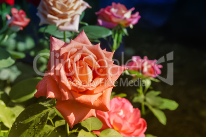 Beautiful blossoming rose against the green of the leaves