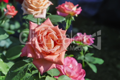 Beautiful blossoming rose against the green of the leaves