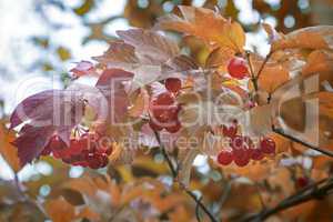 Viburnum berries on the branches of a Bush.