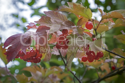 Viburnum berries on the branches of a Bush.