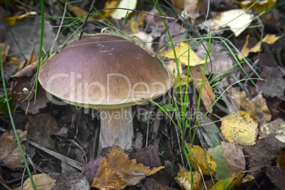 . White mushroom grows in the woods in a clearing.