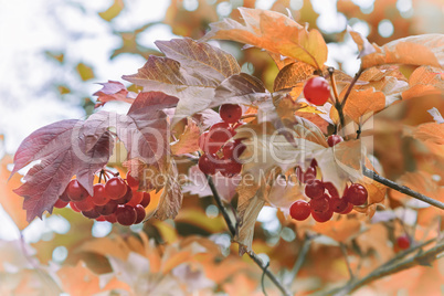 Viburnum berries on the branches of a Bush.