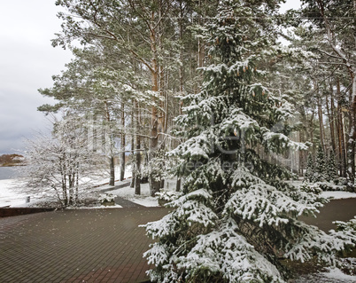 The first snow in early winter in the Park