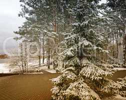The first snow in early winter in the Park