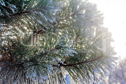 Pine branch, covered with snow.