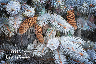Fluffy branches of a blue spruce.