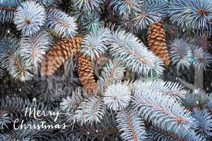 Fluffy branches of a blue spruce.