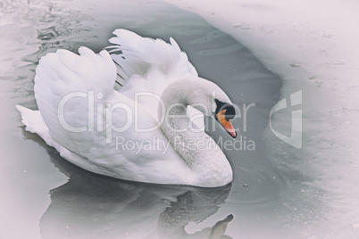 White Swan on the lake in winter.