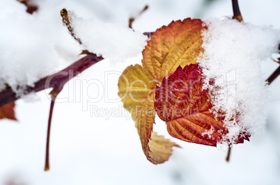 The first heavy snow on the branches of the bushes.