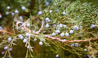 The juniper tree with beautiful branches and fruit.