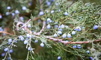 The juniper tree with beautiful branches and fruit.