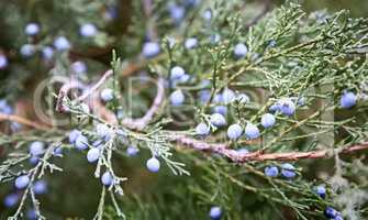 The juniper tree with beautiful branches and fruit.