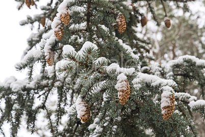 Spruce branch with cones covered with snow.