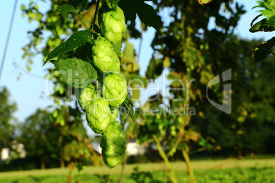 Hopfen an einer Hopfenpflanze