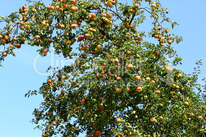 Voller Apfelbaum im Hochsommer