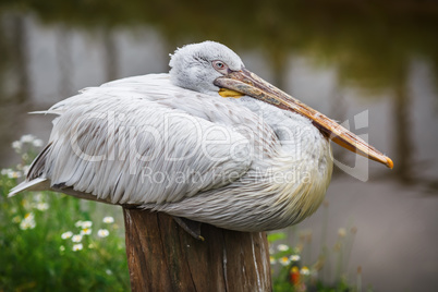 Large white pelican