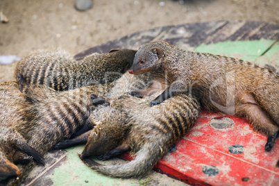 Peacefully sleeping mongooses