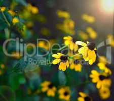 blooming yellow flowers Rudbeckia triloba