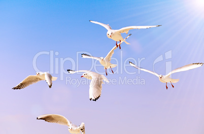flying sea white gulls in the sky