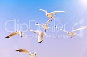 flying sea white gulls in the sky