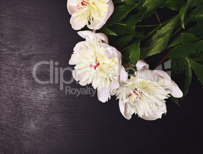 three white flowering peonies