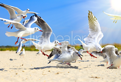 flock of sea gulls flying
