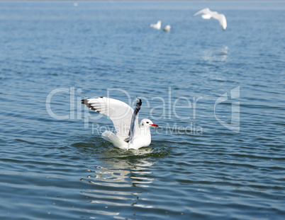 white seagull gull floating in the sea