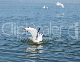 white seagull gull floating in the sea