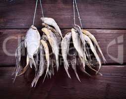 Cured fish hanging on a rope