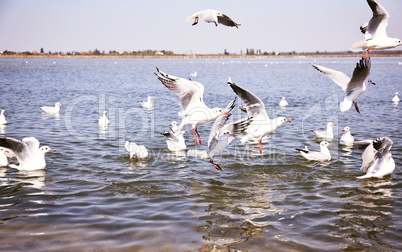 a flock of sea gulls flying over the sea surface
