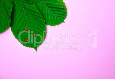 green leaves of chestnut with decorative ladybirds