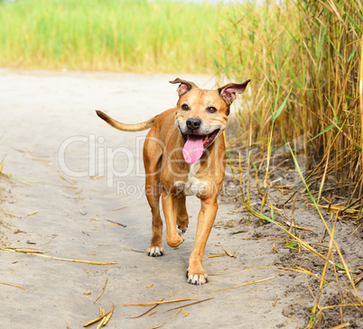 smiling redhead American pit bulls walking on nature