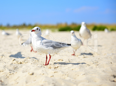 white gull walks along the sandy beach