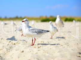 white gull walks along the sandy beach