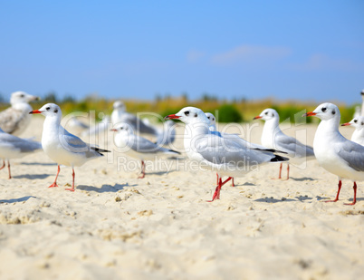 flock of white gulls