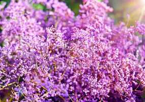 bush of Limonium blooming