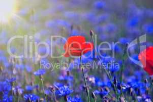 field with blue cornflowers and one red poppy