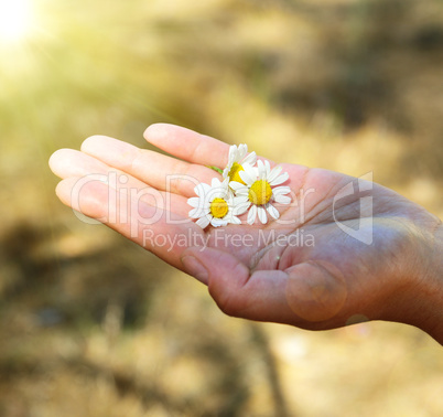 three flowers of white chamomile