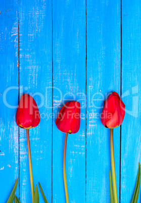 three blooming red tulips