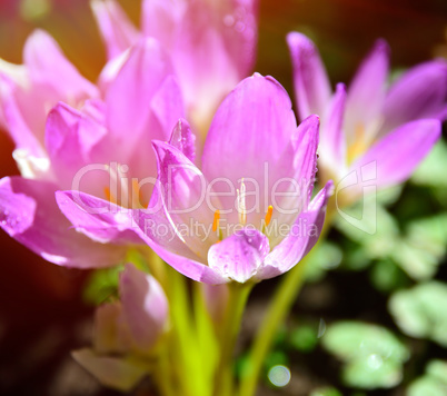 pink flowering crocus in the rays of a bright sun