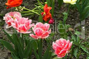 Tulip, flower, spring, garden, bloom, blossom, flora, botany
