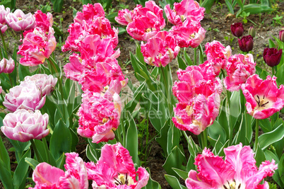 Tulip, flower, spring, garden, bloom, blossom, flora, botany