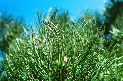 spruce, tree, forest, green, branch, coniferous, pine