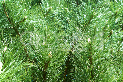 spruce, tree, forest, green, branch, coniferous, pine