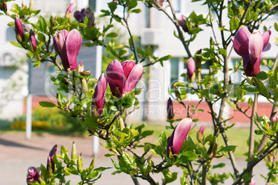 magnolia, spring, branch, white, tree, flower, leaf, leaves, floral, awakening, blossom, springtime